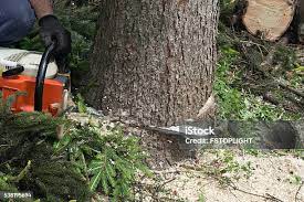 Best Palm Tree Trimming  in Little Falls, MN