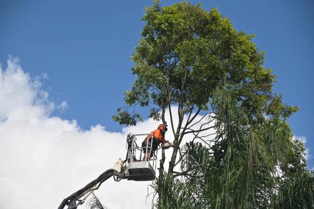 How Our Tree Care Process Works  in  Little Falls, MN