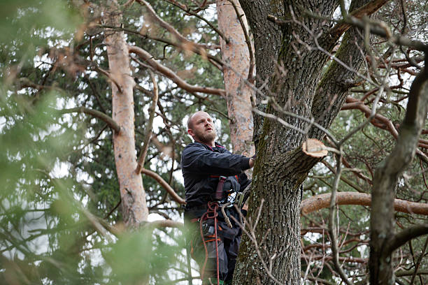 Best Tree Health Inspection  in Little Falls, MN